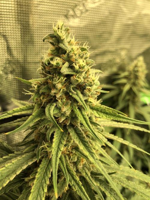 Critical Purple Kush Seedsman Indoor. Week 17