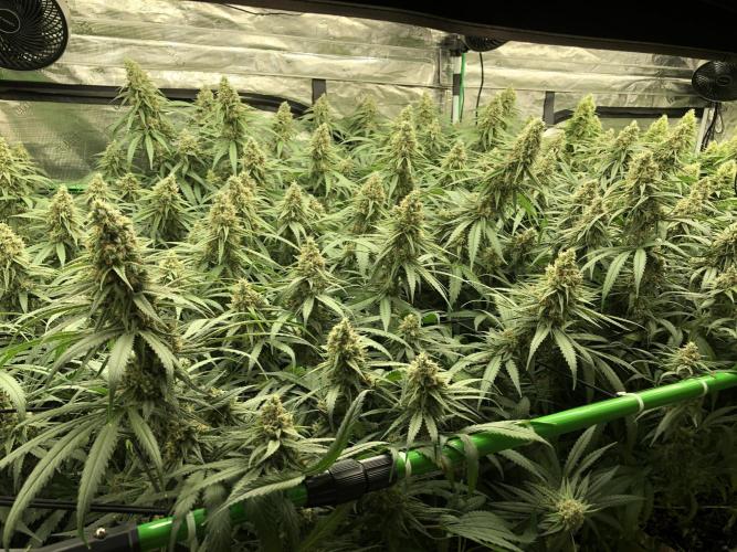 Critical Purple Kush Seedsman Indoor. Week 17