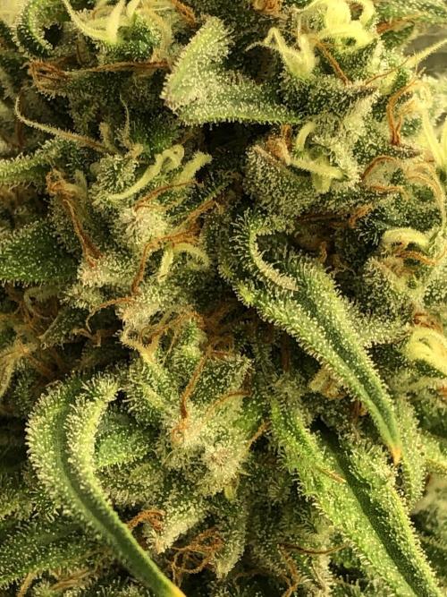 Critical Purple Kush Seedsman Indoor. Week 17
