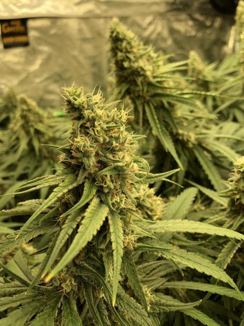 Critical Purple Kush Seedsman Indoor. Week 17