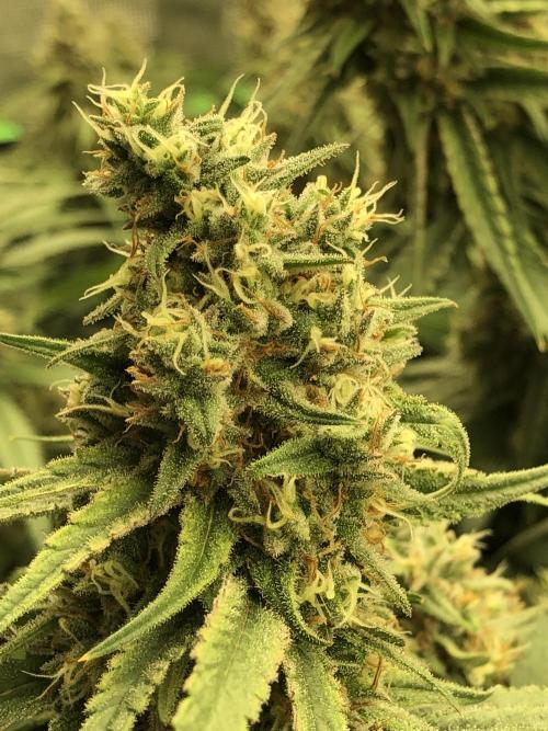 Critical Purple Kush Seedsman Indoor. Week 17