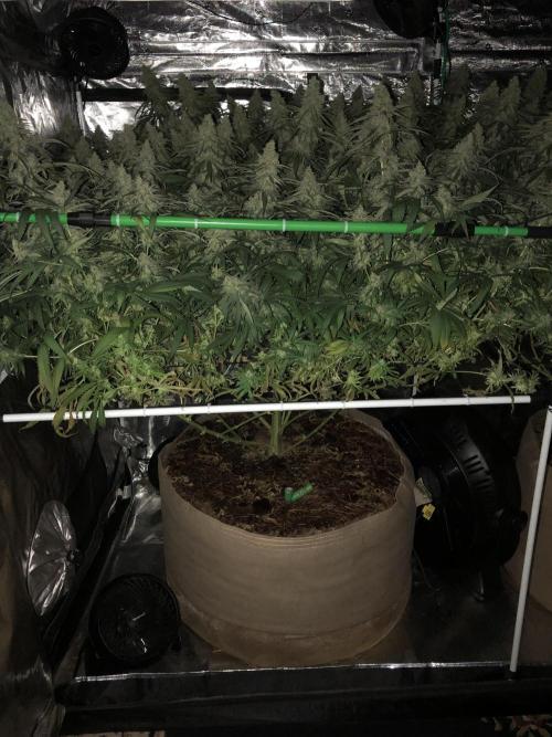 Critical Purple Kush Seedsman Indoor. Week 17