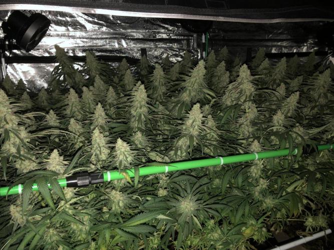 Critical Purple Kush Seedsman Indoor. Week 17