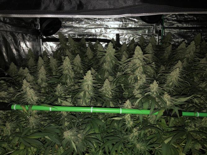 Critical Purple Kush Seedsman Indoor. Week 17