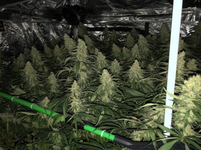 Critical Purple Kush Seedsman Indoor. Week 17