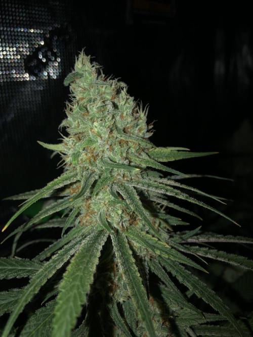 Critical Purple Kush Seedsman Indoor. Week 17