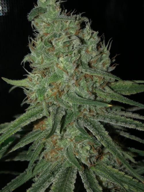 Critical Purple Kush Seedsman Indoor. Week 17