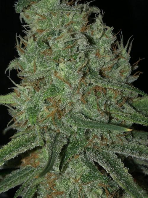 Critical Purple Kush Seedsman Indoor. Week 17