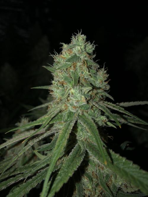 Critical Purple Kush Seedsman Indoor. Week 17