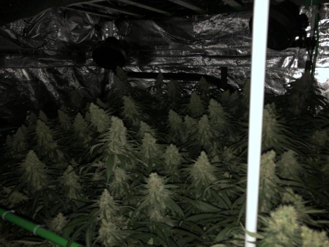 Critical Purple Kush Seedsman Indoor. Week 17