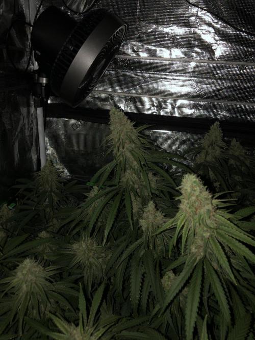 Critical Purple Kush Seedsman Indoor. Week 17