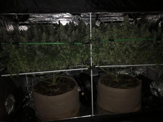 Critical Purple Kush Seedsman Indoor. Week 17