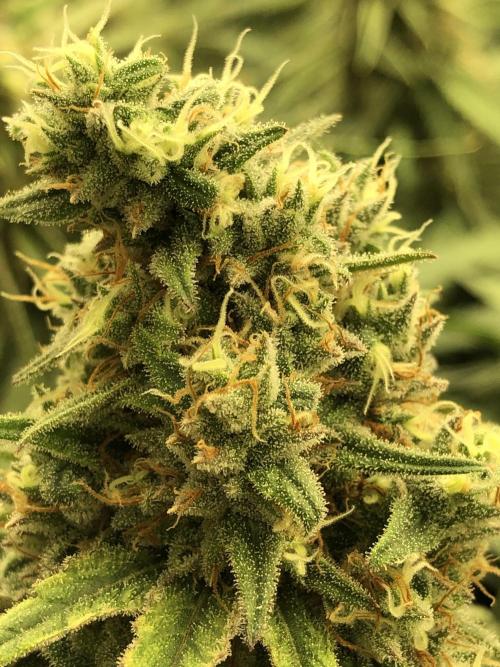 Critical Purple Kush Seedsman Indoor. Week 17