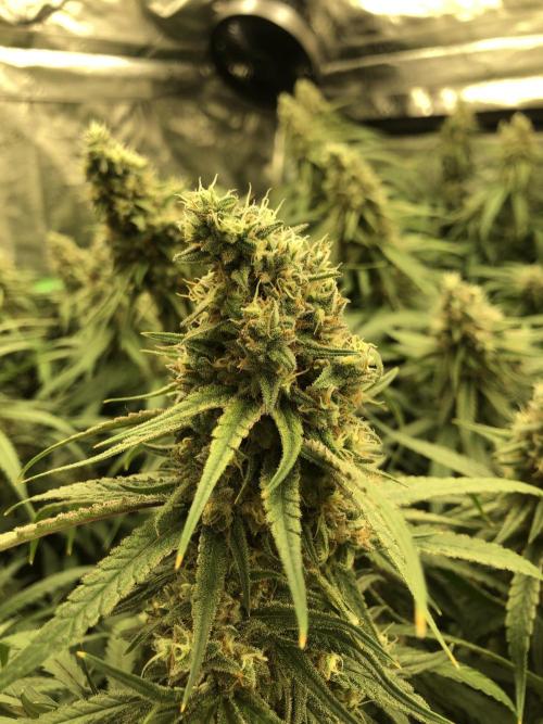 Critical Purple Kush Seedsman Indoor. Week 17