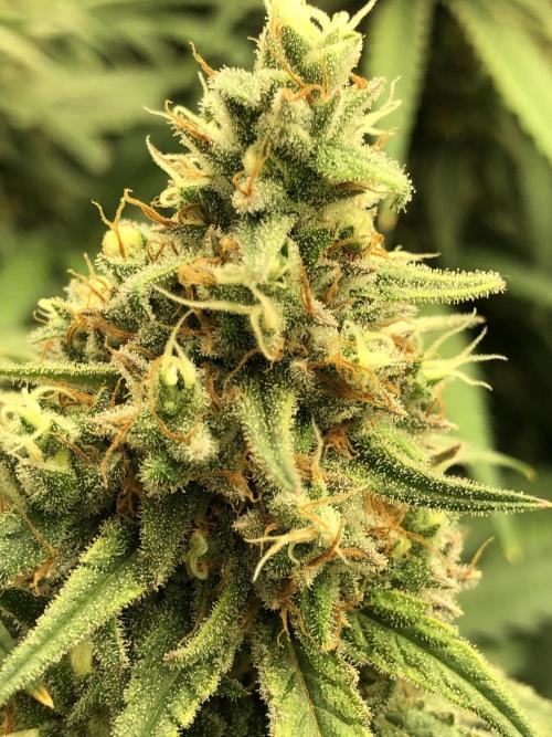 Critical Purple Kush Seedsman Indoor. Week 17