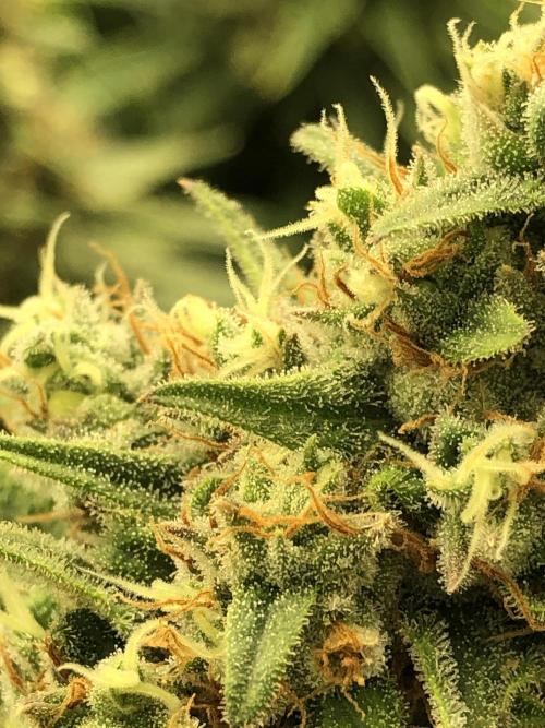 Critical Purple Kush Seedsman Indoor. Week 17