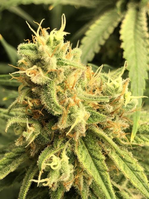 Critical Purple Kush Seedsman Indoor. Week 17