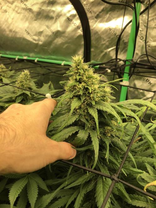 Colombian Jack Kannabia Indoor Spring 26. Week 17