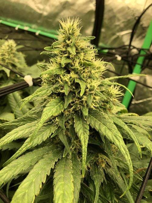 Colombian Jack Kannabia Indoor Spring 26. Week 17