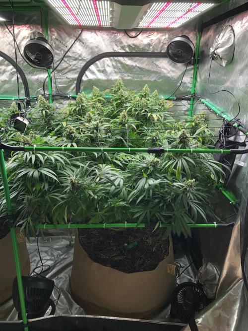 Colombian Jack Kannabia Indoor Spring 26. Week 17