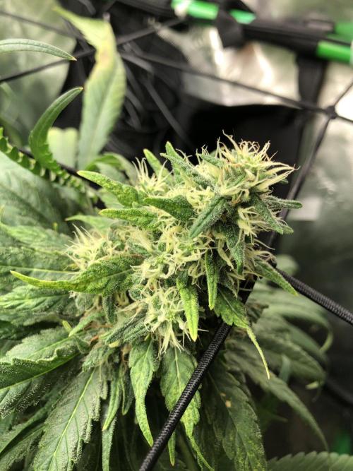 Colombian Jack Kannabia Indoor Spring 26. Week 17