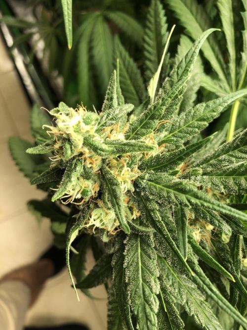 Colombian Jack Kannabia Indoor Spring 26. Week 17