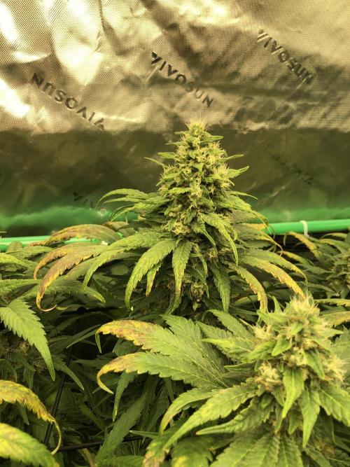 Colombian Jack Kannabia Indoor Spring 26. Week 17