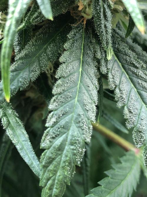 Colombian Jack Kannabia Indoor Spring 26. Week 17