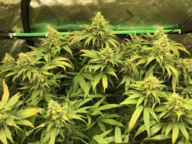 Colombian Jack Kannabia Indoor Spring 26. Week 17