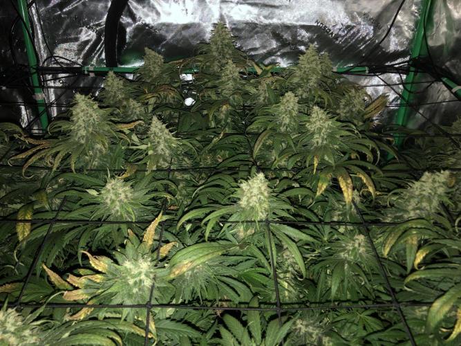 Colombian Jack Kannabia Indoor Spring 26. Week 17