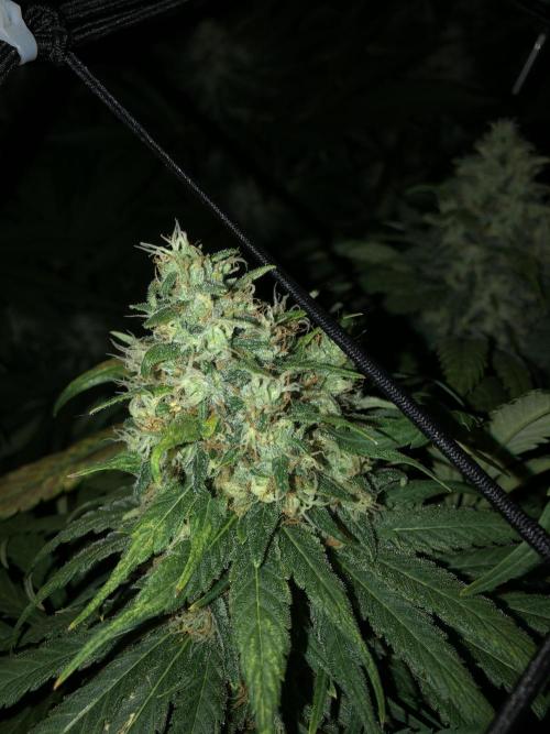 Colombian Jack Kannabia Indoor Spring 26. Week 17