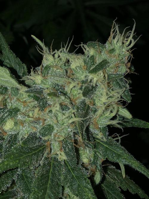Colombian Jack Kannabia Indoor Spring 26. Week 17
