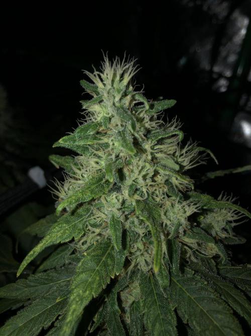 Colombian Jack Kannabia Indoor Spring 26. Week 17