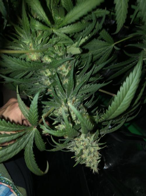 Colombian Jack Kannabia Indoor Spring 26. Week 17