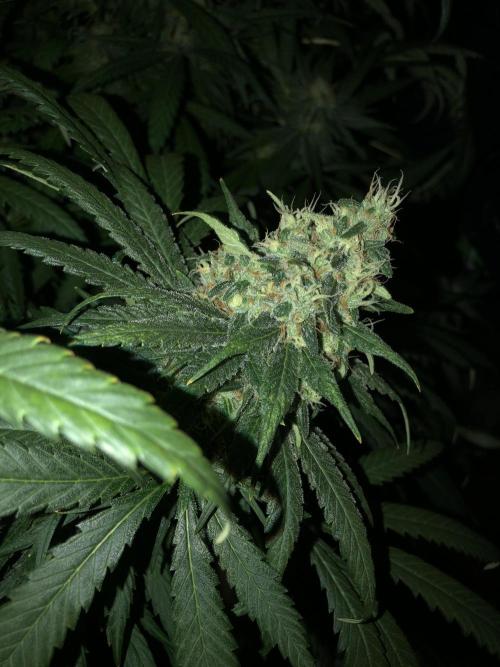 Colombian Jack Kannabia Indoor Spring 26. Week 17
