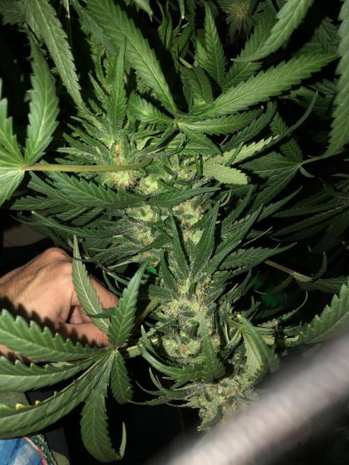 Colombian Jack Kannabia Indoor Spring 26. Week 17