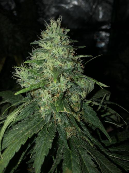 Colombian Jack Kannabia Indoor Spring 26. Week 17