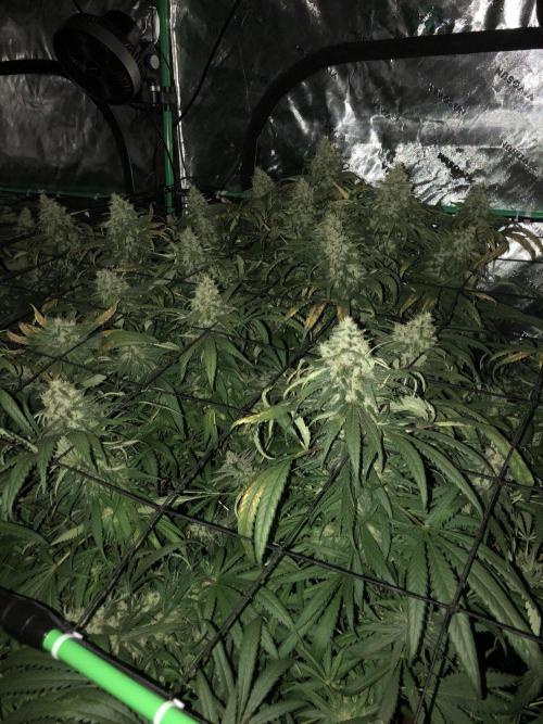 Colombian Jack Kannabia Indoor Spring 26. Week 17