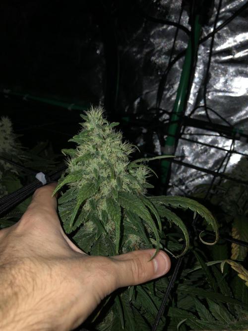 Colombian Jack Kannabia Indoor Spring 26. Week 17