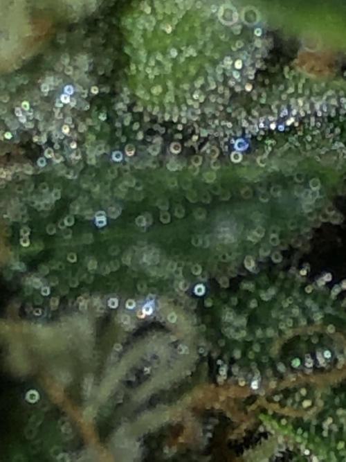 Colombian Jack Kannabia Indoor Spring 26. Week 17