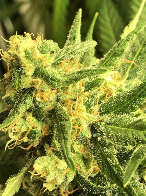 Colombian Jack Kannabia Indoor Spring 26. Week 17