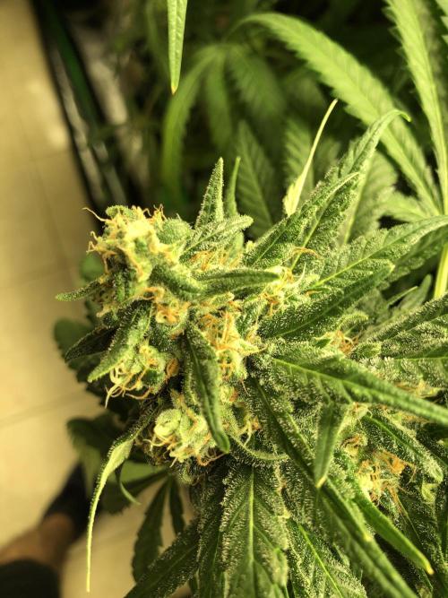 Colombian Jack Kannabia Indoor Spring 26. Week 17