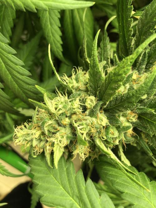 Colombian Jack Kannabia Indoor Spring 26. Week 17