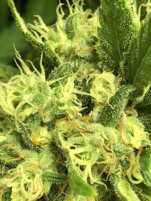 Colombian Jack Kannabia Indoor Spring 26. Week 17