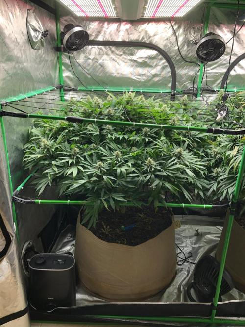 Karibbean Mango Indoor Spring 26. Week 16