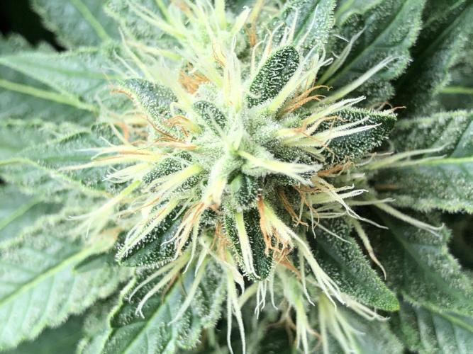 Karibbean Mango Indoor Spring 26. Week 16