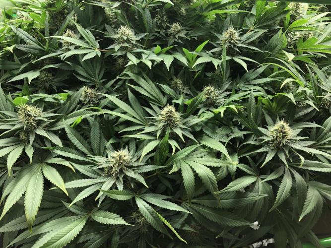 Karibbean Mango Indoor Spring 26. Week 16