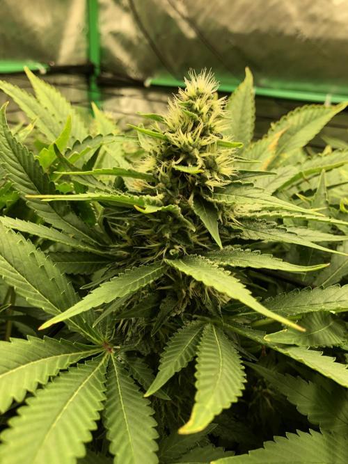 Karibbean Mango Indoor Spring 26. Week 16