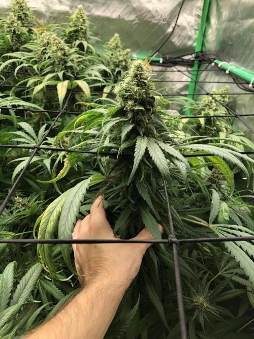 Karibbean Mango Indoor Spring 26. Week 16