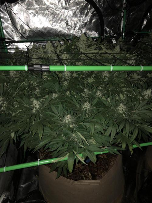 Karibbean Mango Indoor Spring 26. Week 16